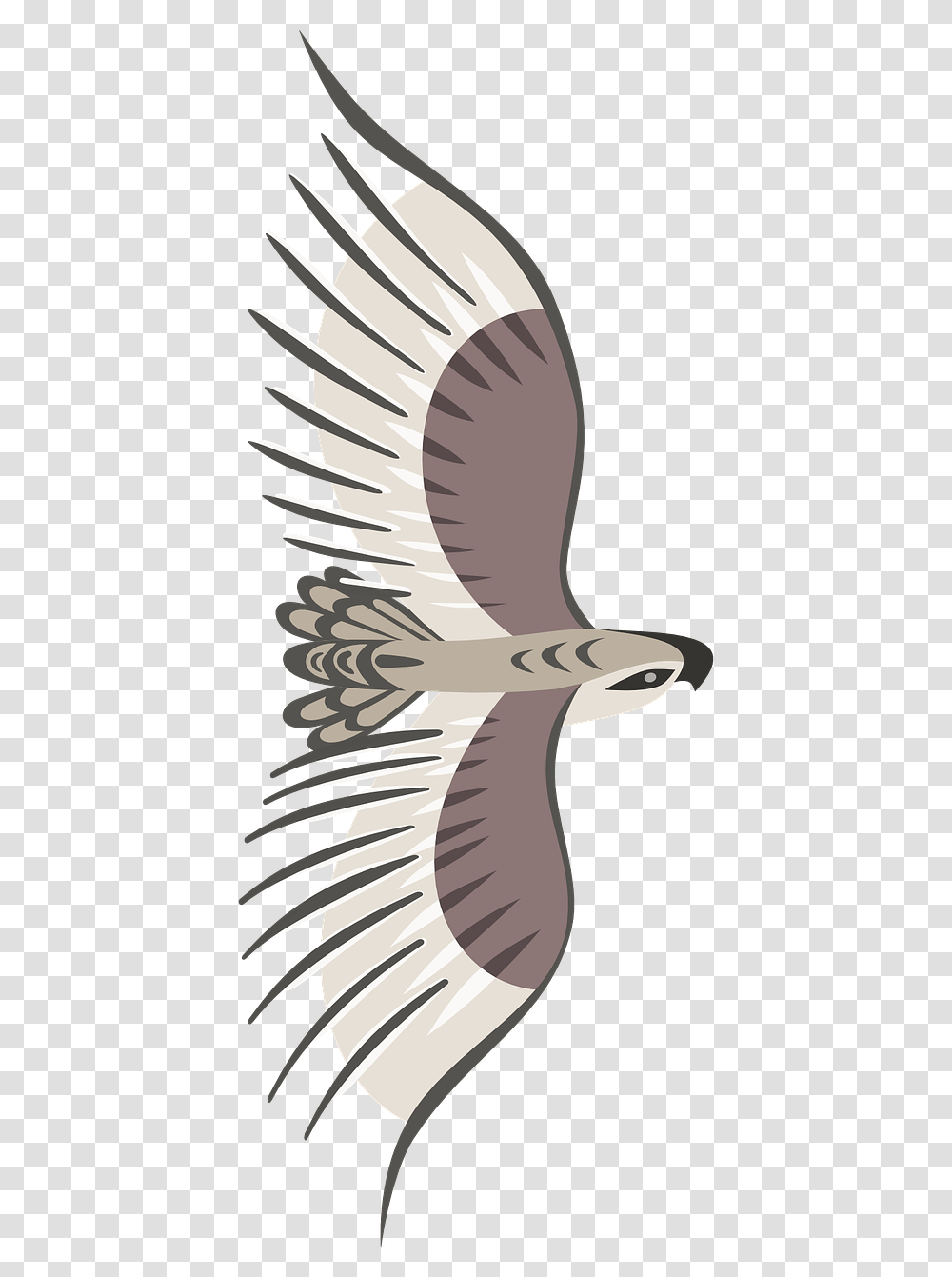 Flying Bird Top View, Vulture, Animal, Eagle, Condor Transparent Png
