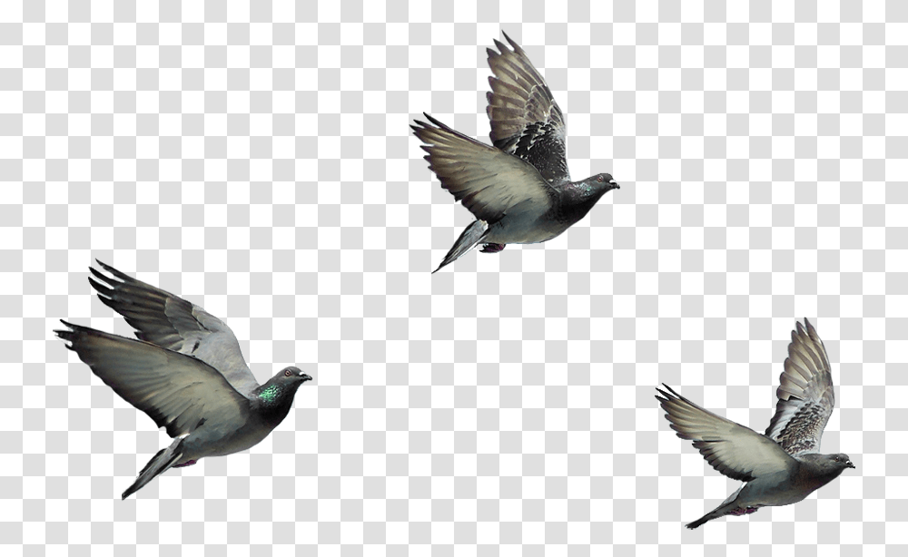 Flying Birds, Animal, Pigeon, Dove, Jay Transparent Png