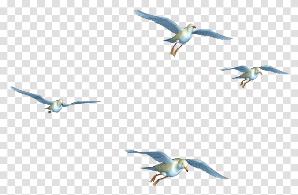 Flying Birds Hd, Animal, Seagull, Kite Bird, Beak Transparent Png