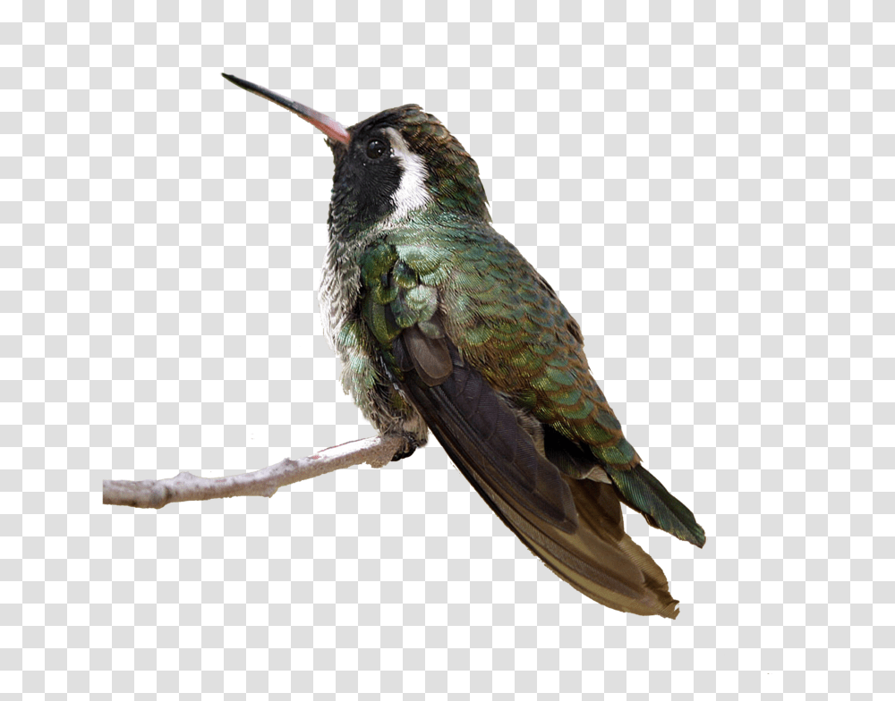 Flying Birds Hummingbird Sitting, Animal, Bee Eater Transparent Png