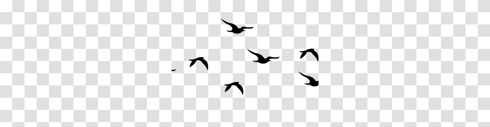 Flying Birds Images Image, Gray, World Of Warcraft Transparent Png