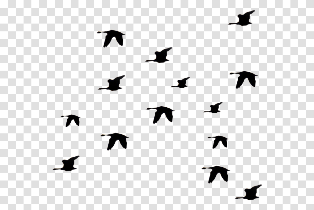 Flying Birds Silhouette Flying Bird Graphic Bird Gif Fly, Nature, Outdoors, Scenery Transparent Png