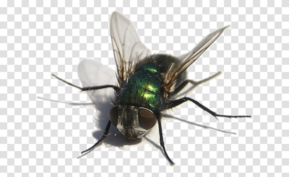 Flying Bug Download Image Flying Bug, Insect, Invertebrate, Animal, Asilidae Transparent Png