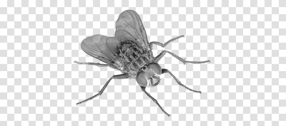 Flying Bug Fly Background, Insect, Invertebrate, Animal, Asilidae Transparent Png