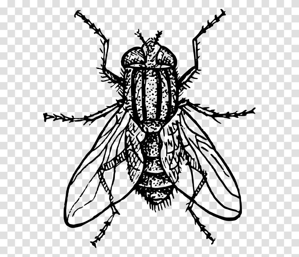 Flying Bug House Fly Clipart, Gray, World Of Warcraft Transparent Png