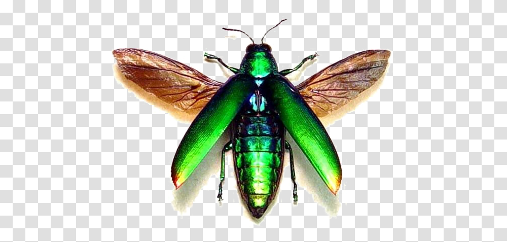 Flying Bug Image Neon Green Bug With Wings, Wasp, Bee, Insect, Invertebrate Transparent Png