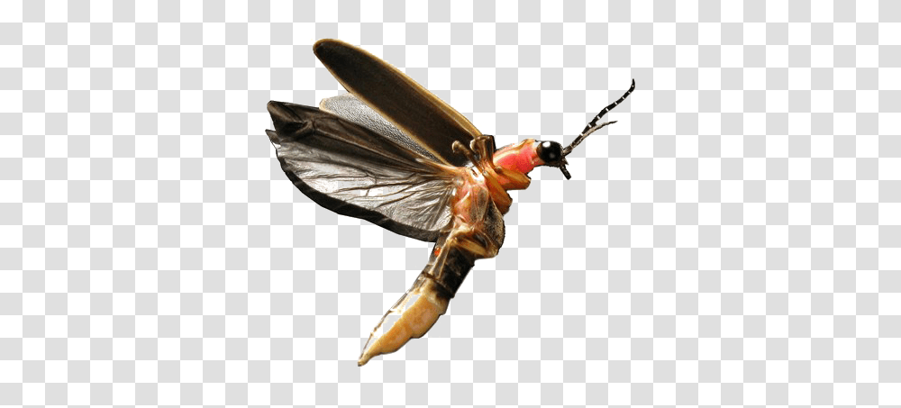 Flying Bug Image Play Lightning Bug Firefly, Insect, Invertebrate, Animal, Person Transparent Png