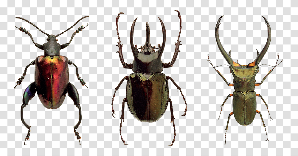 Flying Bug Insekter, Invertebrate, Animal, Insect, Dung Beetle Transparent Png