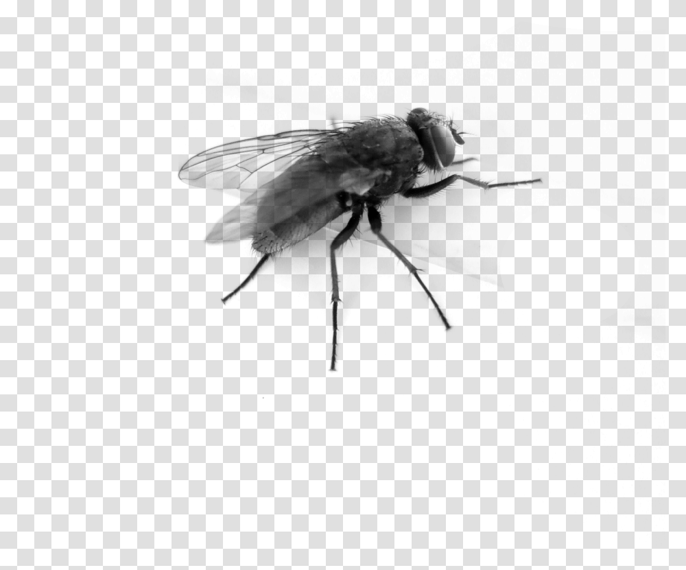 Flying Bug Pic Background Fly Gif, Gray, World Of Warcraft Transparent Png