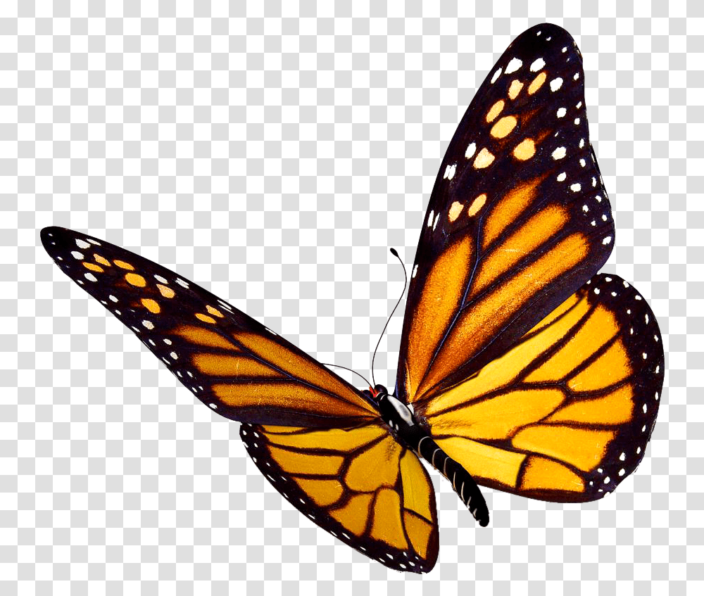 Flying Butterflies Background Butterfly, Monarch, Insect, Invertebrate, Animal Transparent Png