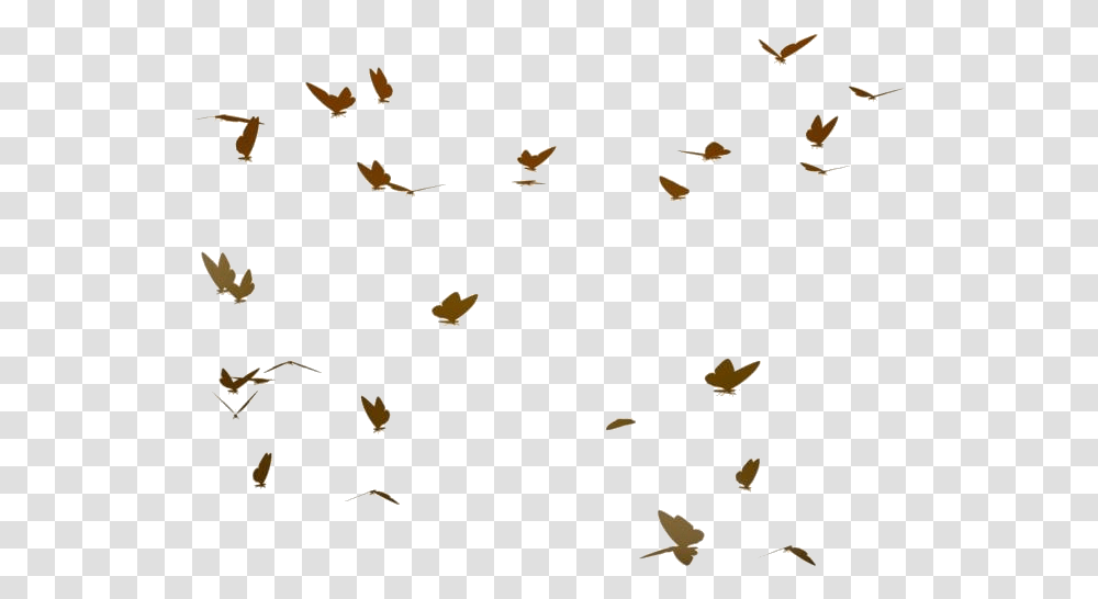 Flying Butterflies Images Real Flying Butterflies, Bird, Animal, Insect, Invertebrate Transparent Png