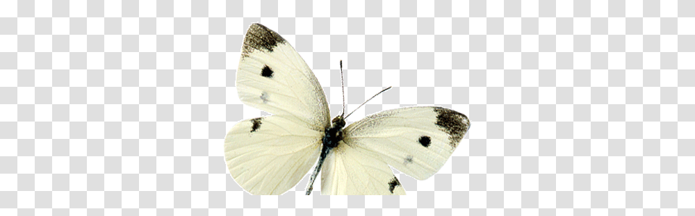 Flying Butterfly Cabbage Butterfly, Animal, Insect, Invertebrate, Moth Transparent Png