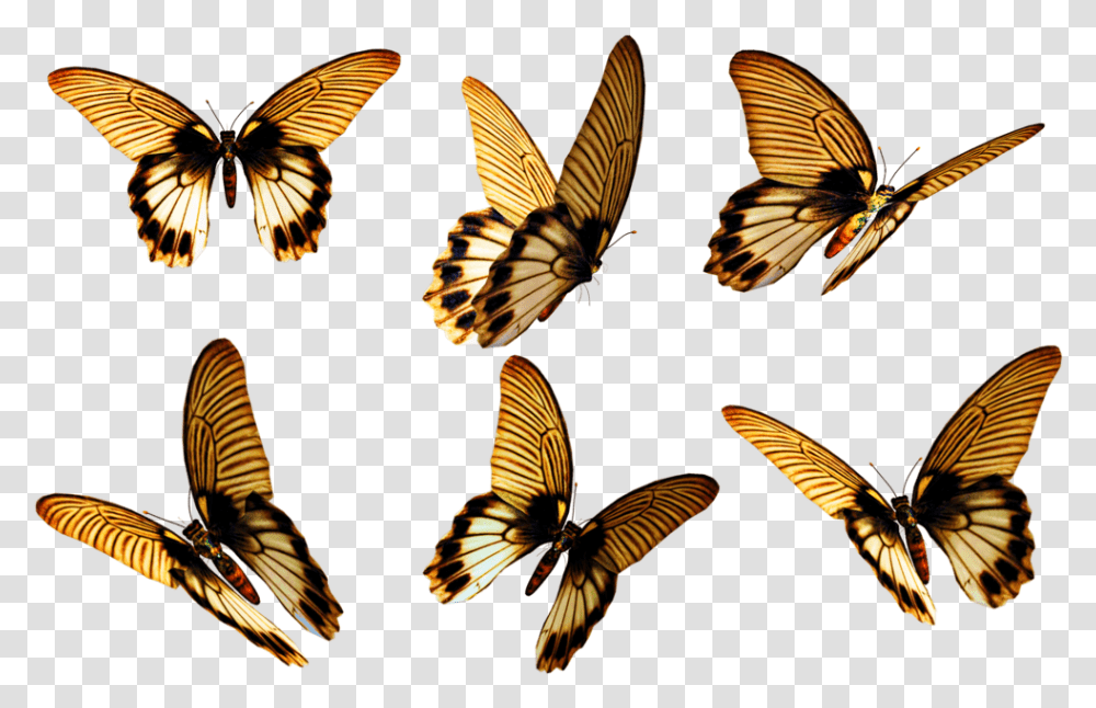 Flying Butterfly Free Download Free Butterfly, Insect, Invertebrate, Animal, Honey Bee Transparent Png