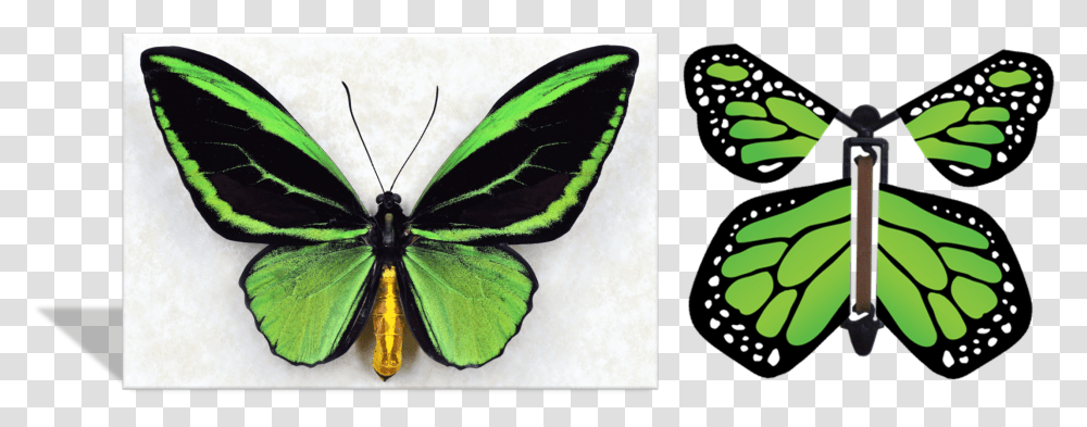 Flying Butterfly Greeting Card, Insect, Invertebrate, Animal, Moth Transparent Png