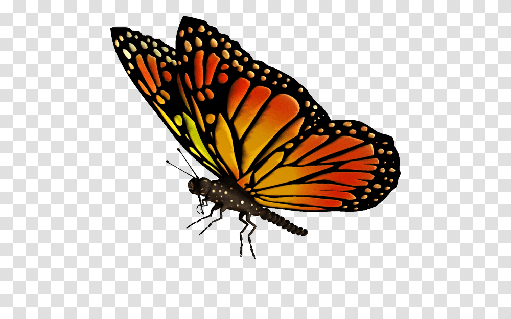 Flying Butterfly Hd, Monarch, Insect, Invertebrate, Animal Transparent Png