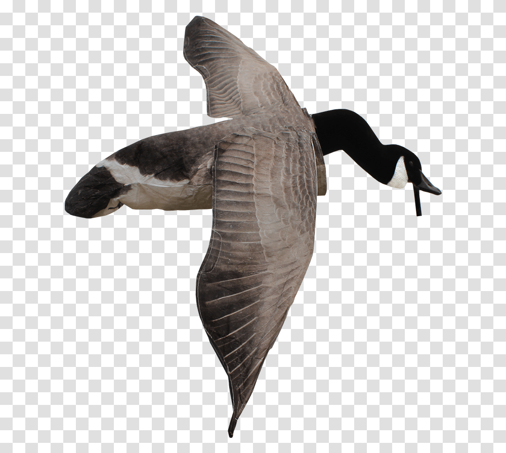 Flying Canada Goose, Bird, Animal, Beak, Waterfowl Transparent Png