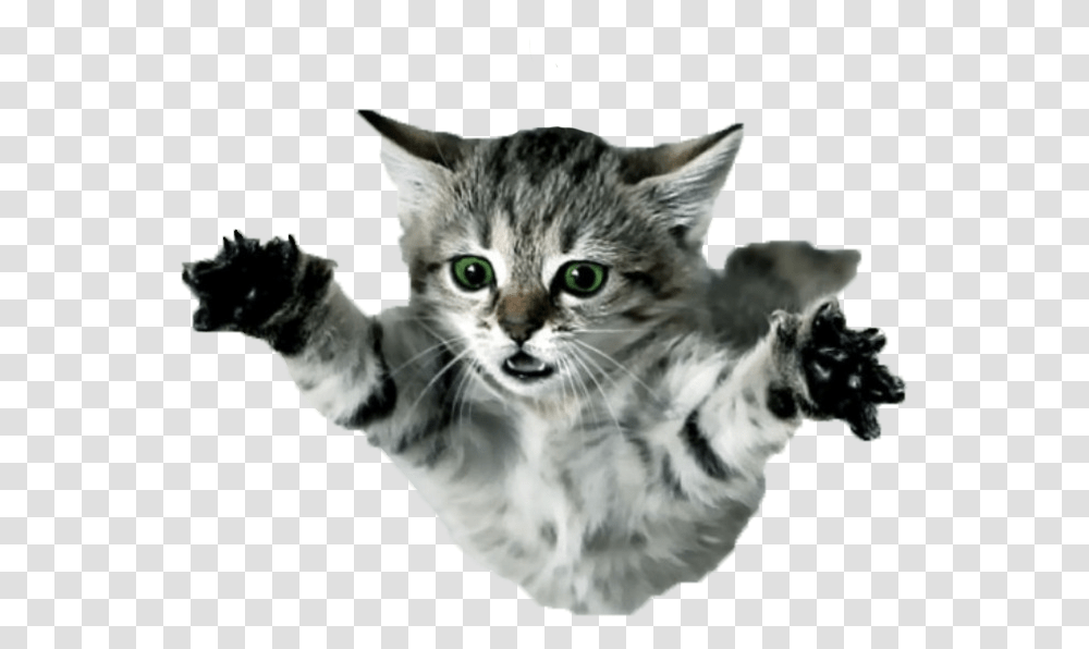 Flying Cat Flying Kittens, Pet, Mammal, Animal, Manx Transparent Png