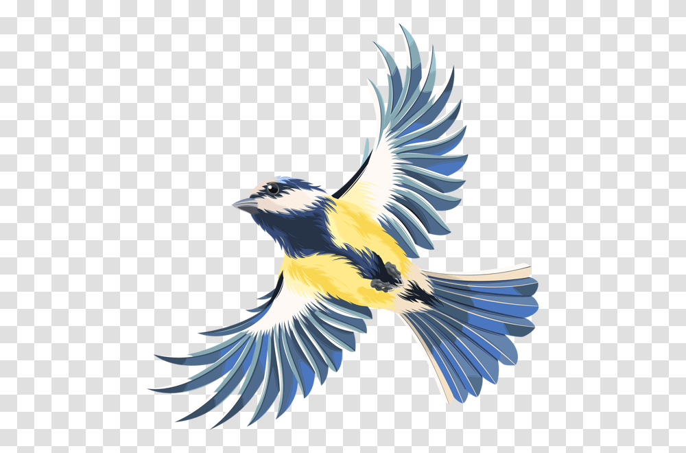 Flying Clipart Wild Bird Background Bird Clipart, Animal, Jay, Blue Jay, Magpie Transparent Png