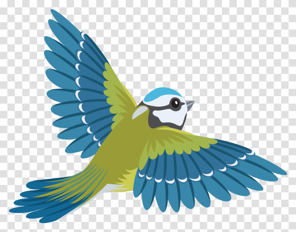 Flying Colourful Birds, Jay, Animal, Blue Jay, Bluebird Transparent Png