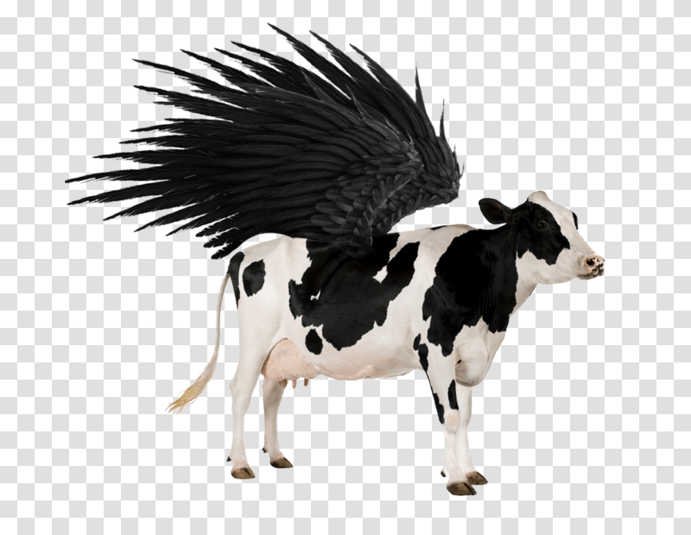 Flying Cow 5 Image Animal Cow, Cattle, Mammal, Dairy Cow Transparent Png