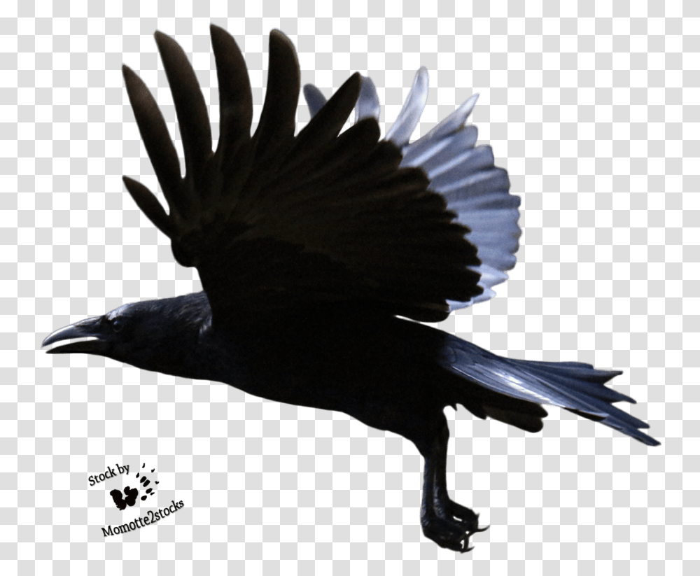 Flying Crow Background Download Crow Flying Background, Bird, Animal, Blackbird, Agelaius Transparent Png