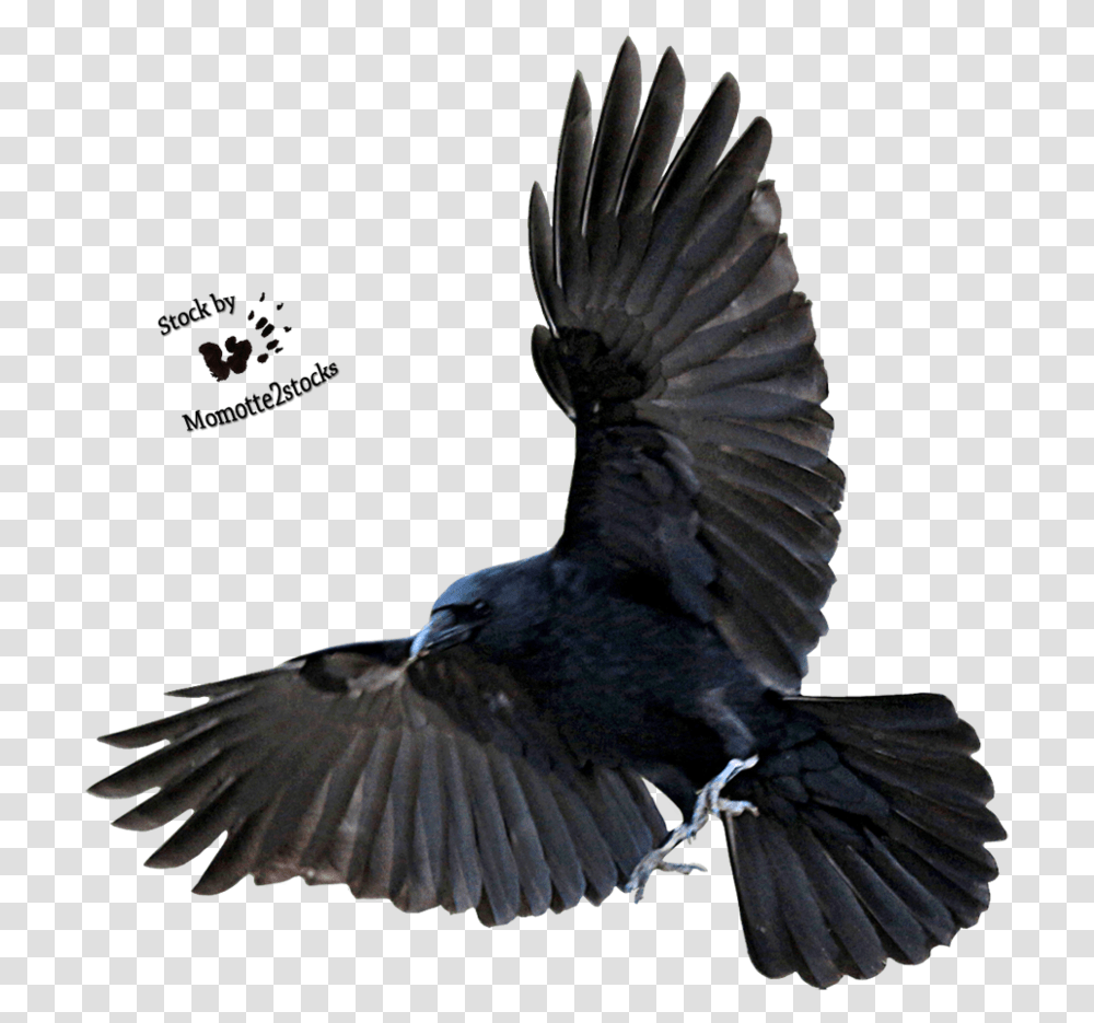 Flying Crow, Bird, Animal, Blackbird, Agelaius Transparent Png