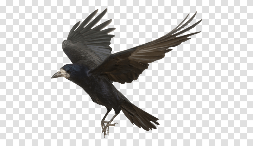 Flying Crow, Bird, Animal, Kite Bird, Vulture Transparent Png