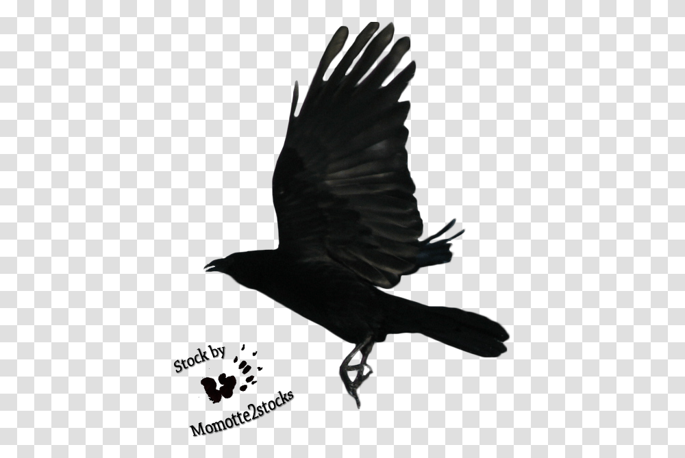 Flying Crow Black And Whi Raven Flying, Bird, Animal, Blackbird, Agelaius Transparent Png