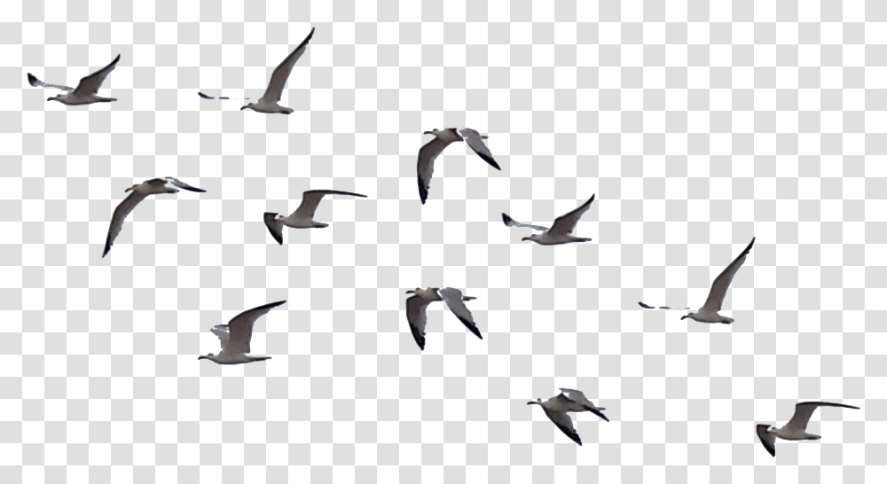Flying Crows Clipart Cartoon Crazy Cow, Flock, Animal, Bird, Seagull Transparent Png