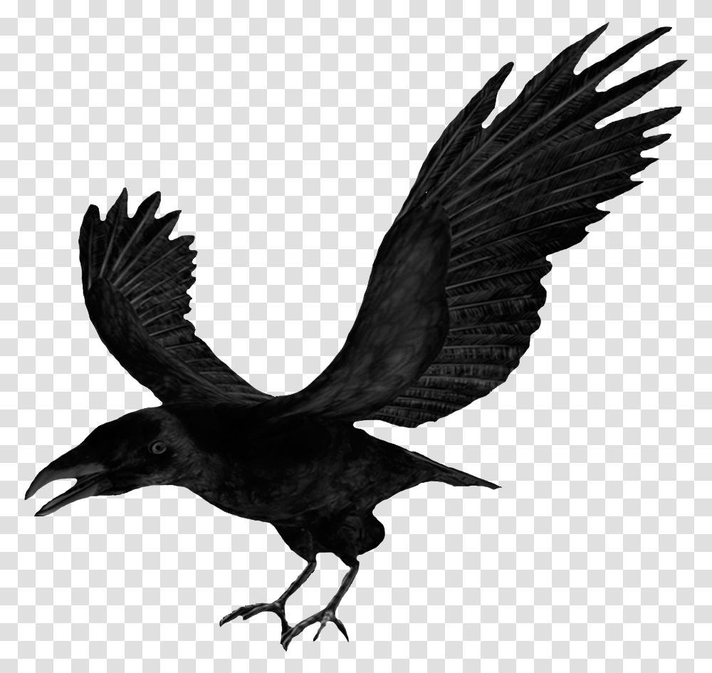 Flying Crows Crow Clipart, Bird, Animal, Blackbird, Agelaius Transparent Png