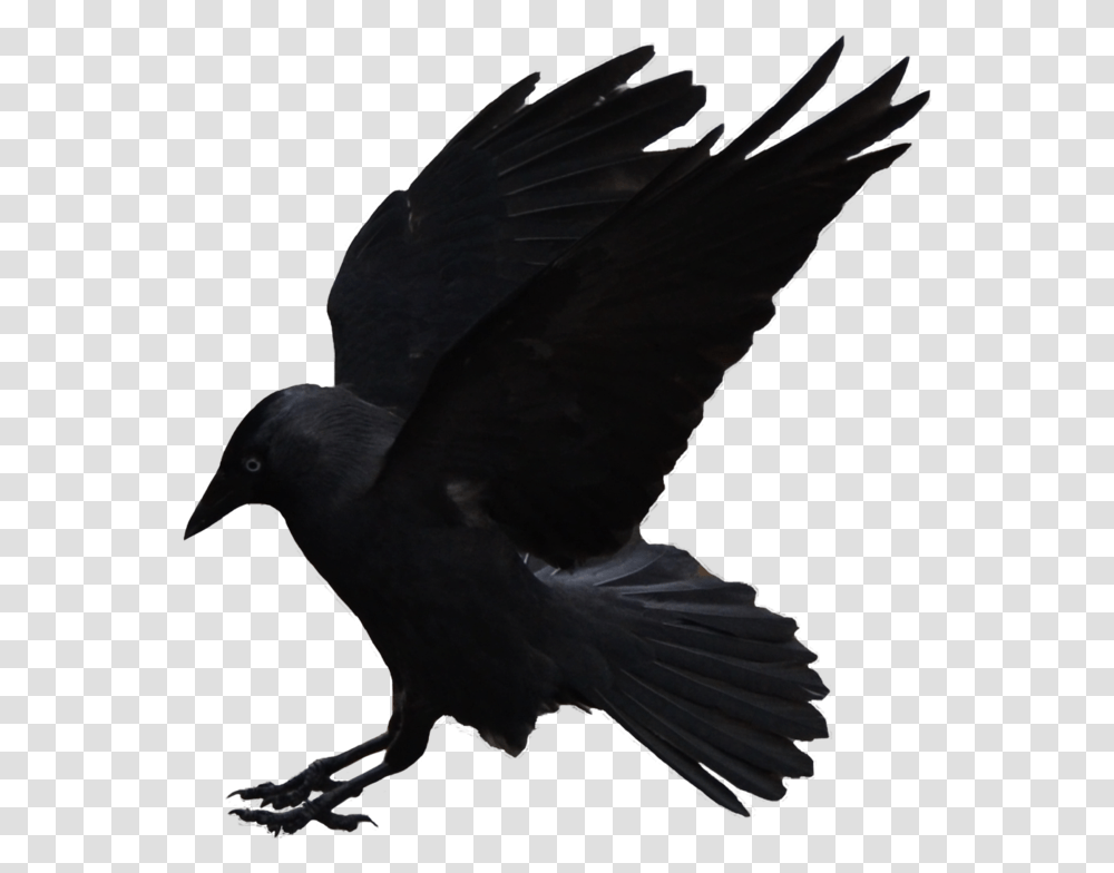 Flying Crows Flying Crow, Bird, Animal, Blackbird, Agelaius Transparent Png