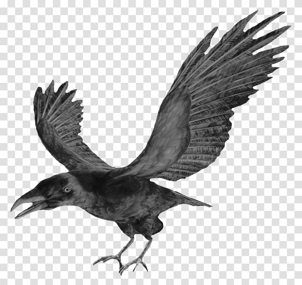 Flying Crows Flying Crows For Halloween Crow Crow Clipart, Bird, Animal, Blackbird, Agelaius Transparent Png