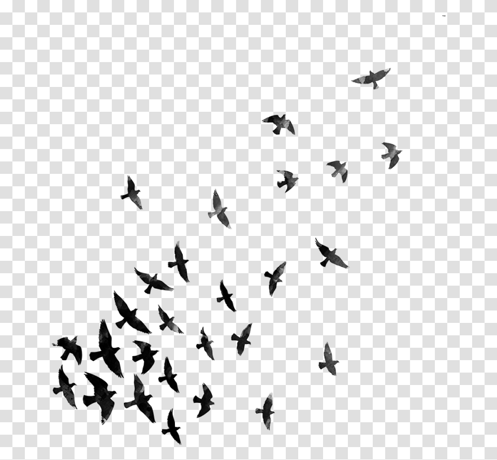 Flying Crows Pngs Crow For Picsart, Gray, World Of Warcraft Transparent Png