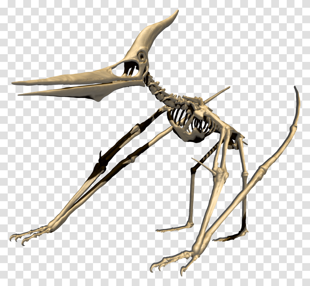 Flying Dinosaur 3d Print, Bow, Skeleton, Spider, Invertebrate Transparent Png