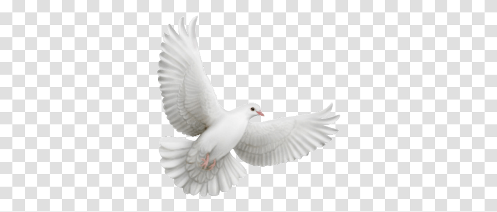 Flying Dove Animation, Animal, Bird, Pigeon Transparent Png