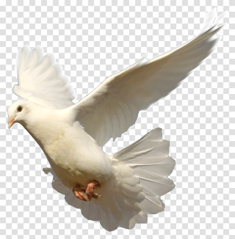 Flying Dove, Bird, Animal, Pigeon Transparent Png