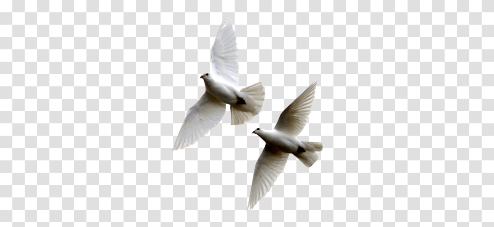 Flying Dove, Bird, Animal, Pigeon Transparent Png