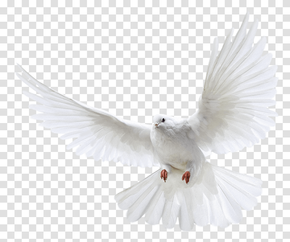Flying Dove For Free On Mbtskoudsalg Background Flying Pigeon, Bird, Animal Transparent Png