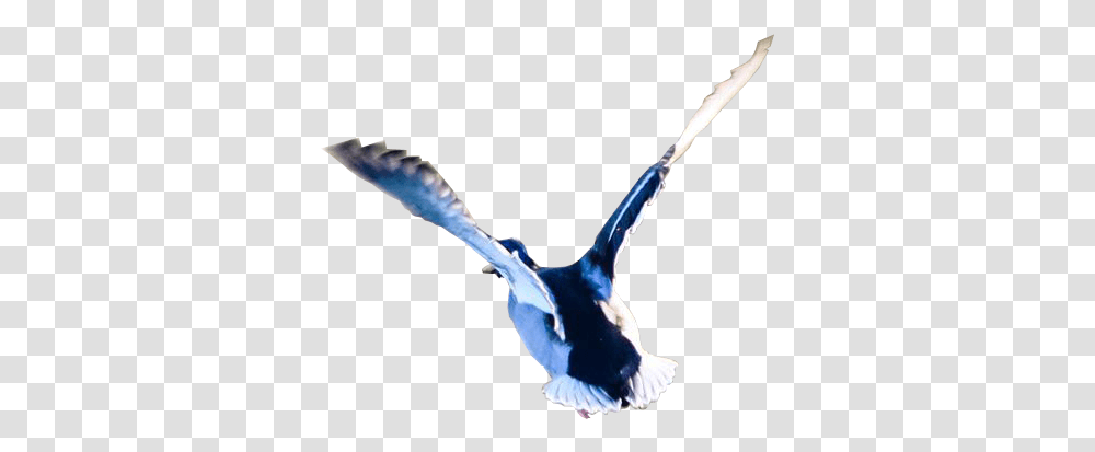 Flying Duck Background Bird Flying Duck, Animal, Jay, Seagull, Blue Jay Transparent Png