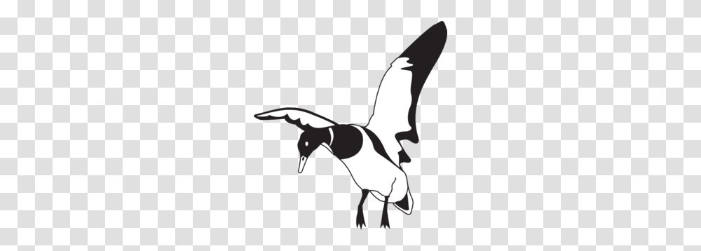 Flying Duck Cliparts, Bird, Animal, Magpie, Person Transparent Png
