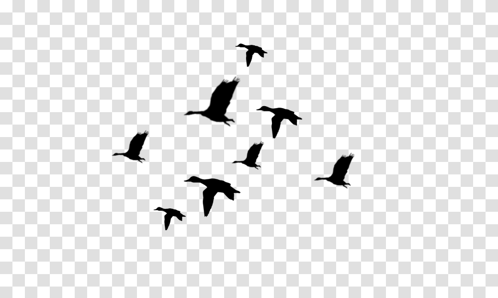 Flying Duck Silhouette, Gray, World Of Warcraft Transparent Png