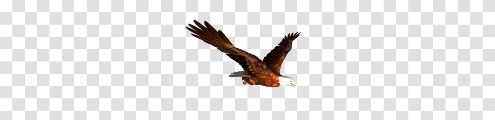 Flying Eagle Clipart, Animal, Bird, Poster, Hawk Transparent Png