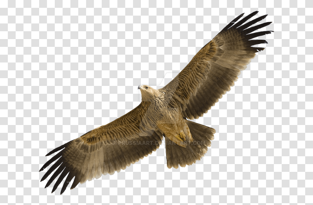 Flying Eagle Eastern Imperial Eagle Flight, Bird, Animal, Buzzard, Hawk Transparent Png