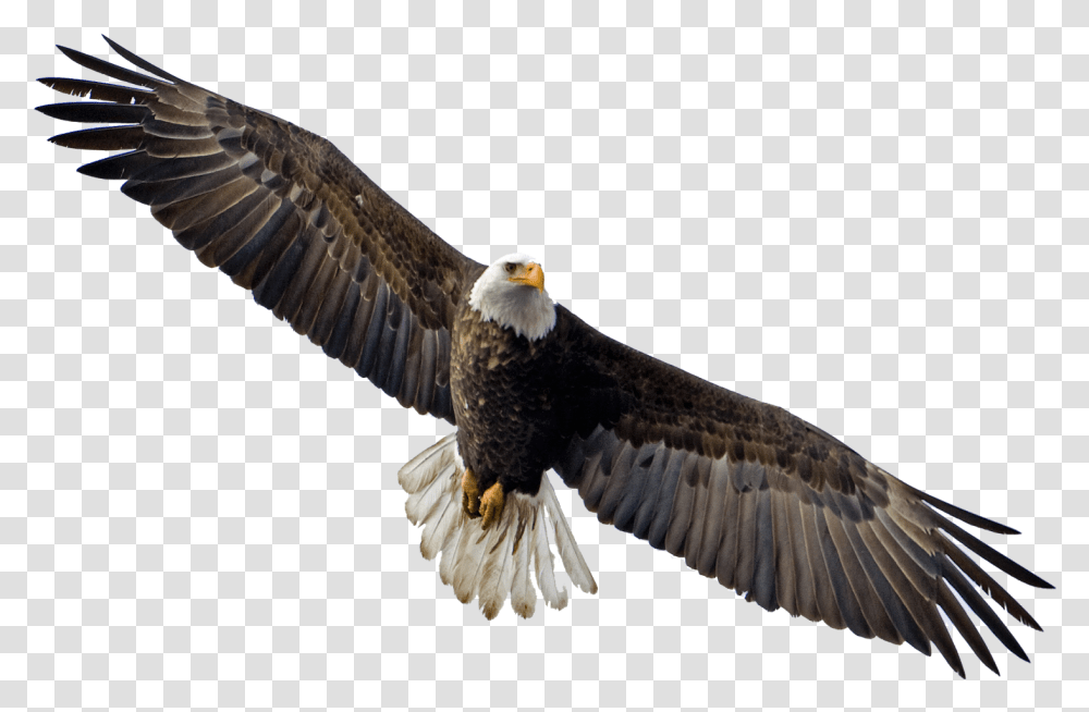Flying Eagle Image Flying Eagle Background, Bird, Animal, Bald Eagle Transparent Png