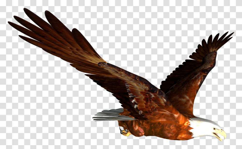 Flying Eagle Image Free Download Animated Flying Eagle, Bird, Animal, Hawk, Kite Bird Transparent Png