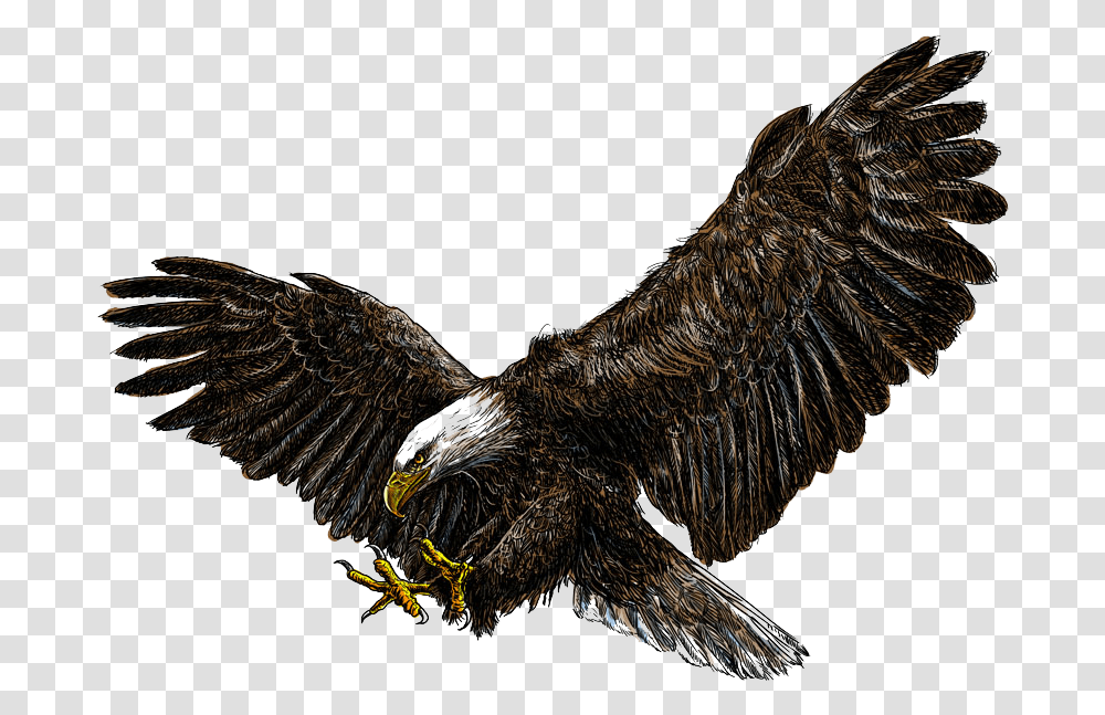 Flying Eagles Download Bald Eagle White Background, Bird, Animal, Chicken, Poultry Transparent Png