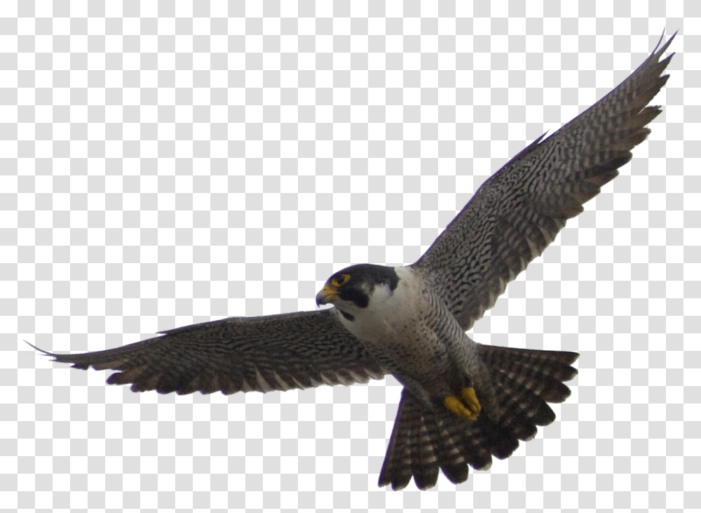 Flying Falcon Bird Image 9 Free Falcon Background, Animal, Buzzard, Hawk, Accipiter Transparent Png