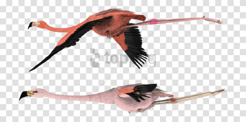 Flying File Starling Flying Flying Flamingo, Bird, Animal, Person, Human Transparent Png