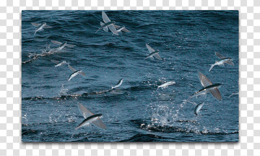 Flying Fish School Flying Fish Maldives, Bird, Animal, Sea Life, Tuna Transparent Png