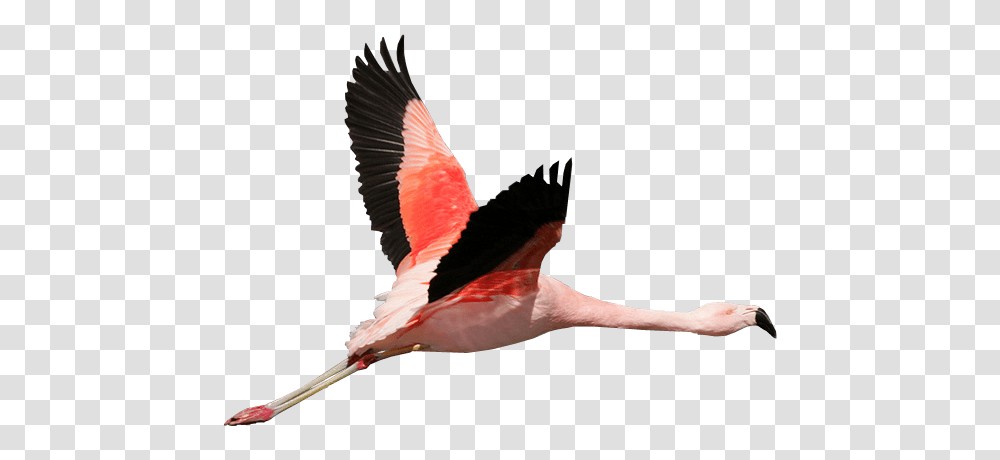 Flying Flamingo Image, Bird, Animal, Stork Transparent Png